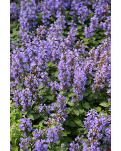 Nepeta, Cat's Meow Catmint 'Purrsian Blue'