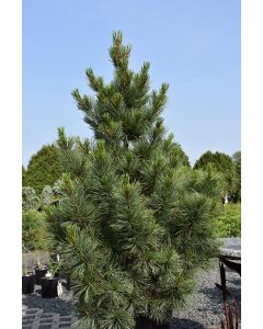 Pinus, Swiss Stone Pine 'Westerstede'