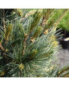 Pinus, Limber Pine 'Northern Blue'