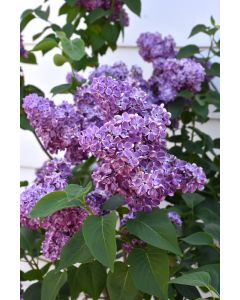 Syringa, Lilac 'First Editions® Virtual Violet®'