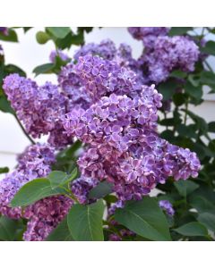 Syringa, Lilac 'First Editions® Virtual Violet®'