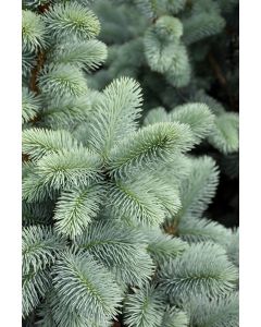 Picea, Colorado Spruce 'Hoopsii Blue'