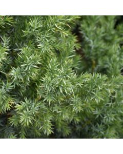 Juniperus, Dwarf Juniper 'Star Power®'