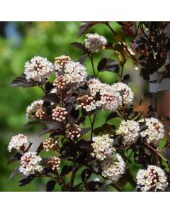 Physocarpus, Ninebark Tree 'Summer Wine'