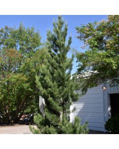 Pinus, Swiss Stone Pine 'Prairie Statesman' (Large Sizes)