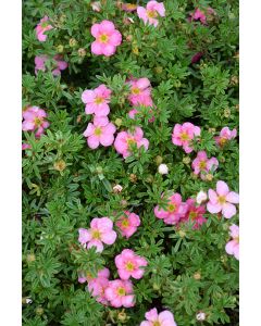 Potentilla, Shrubby Cinquefoil 'Bella Bellissima®'