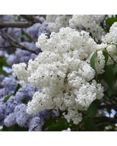Syringa, Common Lilac 'White'