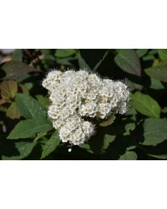 Spiraea, Media Spirea 'Double Play® Blue Kazoo®'