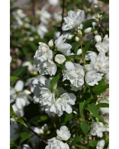 Philadelphus, Mock Orange 'Snow Dwarf'