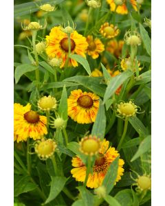 Helenium, Sneezeweed, 'Salud™ Embers'