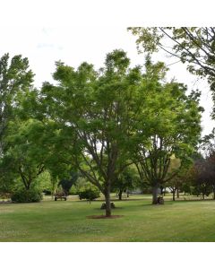 Phellodendron, Cork Tree 'Eye Stopper™' (Large Sizes)