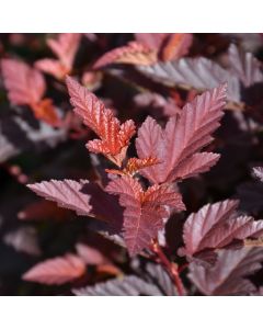 Physocarpus, Ninebark 'Angel®'