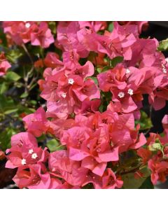 Bougainvillea, Assortet Colors