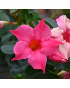 Mandevilla 'Pink'