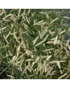Bouteloua gracilis, Blue Grama