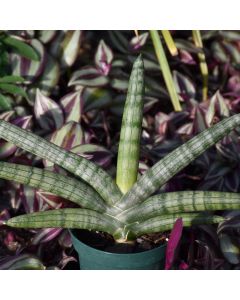Sansevieria Cylindrica, Cylindrical Snake Plant 'Starfish'