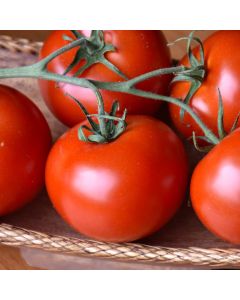 Solanum, Tomato 'Bush Champion II' Patio Planter with Trellis