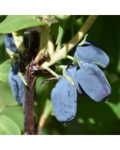 Lonicera, Haskap 'Berry Blue™'