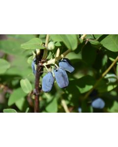 Lonicera, Haskap 'Berry Blue™'