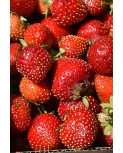 Fragaria, Everbearing Strawberry 'Fort Laramie'