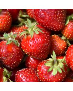 Fragaria, Strawberry 'Honeoye'