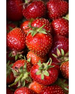 Fragaria, Everbearing Strawberry 'Eversweet'