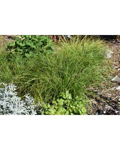 Carex, Pennsylvania Sedge