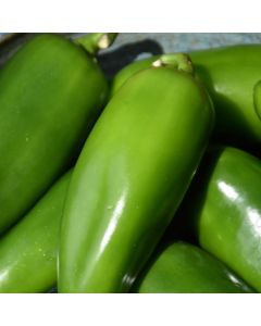 Capsicum, Hot Chili Pepper 'Jalapeno'