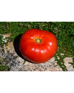 Solanum, Pole Tomato 'Mortgage Lifter Heirloom'