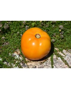 Solanum, Pole Tomato 'Sunny Boy'