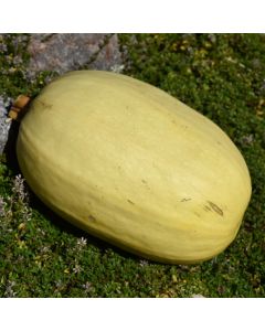 Cucurbita, Winter Squash 'Spaghetti'