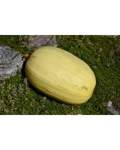 Cucurbita, Winter Squash 'Spaghetti'