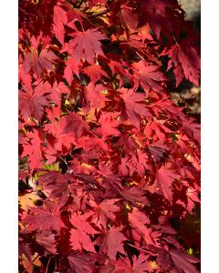 Acer, Hybrid Maple 'Northern Glow®'