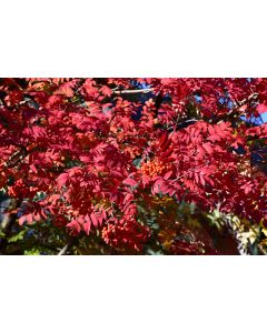 Sorbus, Showy Mountain Ash