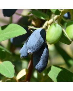 Lonicera, Haskap 'Cinderella'