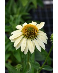 Echinacea, Coneflower 'Mellow Yellows'