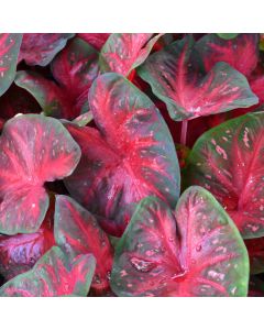 Caladium, Red Flash