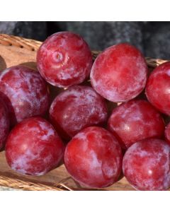 Prunus, Plum 'Superior'