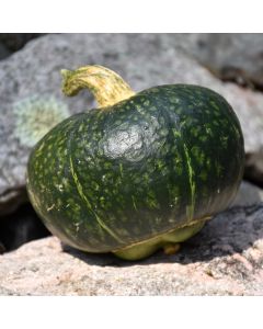 Cucurbita, Winter Squash 'Buttercup'
