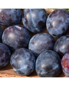 Prunus, Plum 'Mount Royal'