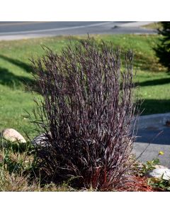 Andropogon gerardii, Big Bluestem 'Blackhawks'