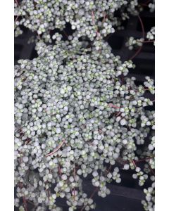 Pilea glauca 'Aquamarine'