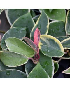 Hoya Carnosa, Wax Plant 'Krimson Queen'