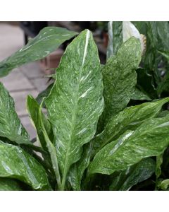 Spathiphyllum 'Domino'