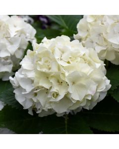 Hydrangea, Bigleaf 'Endless Summer® DreamCloud®'