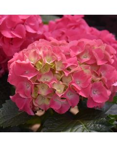 Hydrangea, Bigleaf 'Bloomin' Easy Soul Mate'