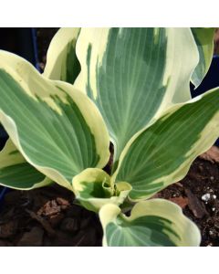 Hosta, White-Blue Leaf 'Firn Line' 