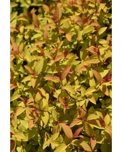 Spiraea, Japanese Spirea 'Little Spark®'