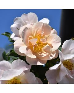 Rosa, Climbing Rose First Editions® 'Above And Beyond™'