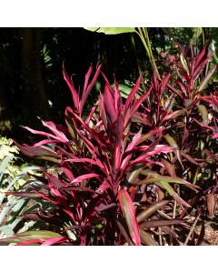 Cordyline Fruticosa 'Red Pepper'